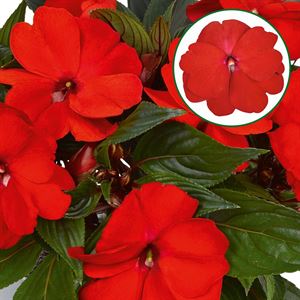 Afbeelding van Impatiens New Guinea P12 Orange red
